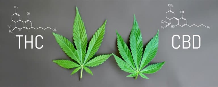 Tetrahydrocannabinol in kurz, THC ist ein Bestandteil von Cannabis