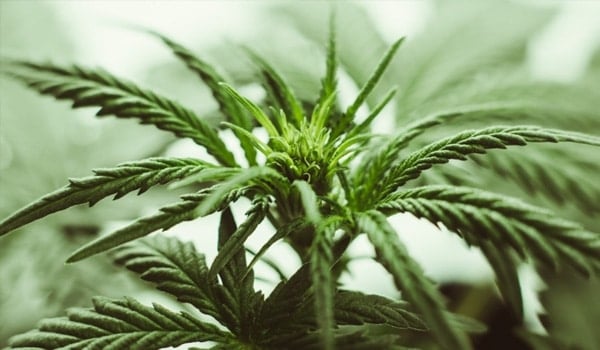 plante de cannabis CBD