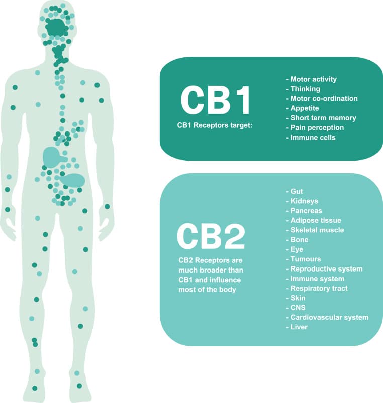 Cannabinoid system and CBD Cannabis