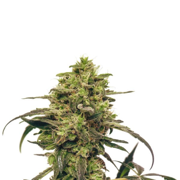 Fenocan Fenocheese (FC-1) 2, Culture de Cannabis