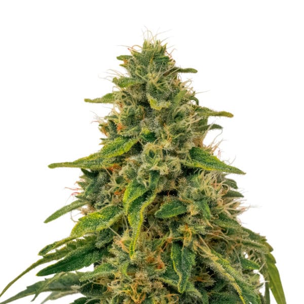 Fenocan Fenomed (FM-1) 1, Cannabis anbauen