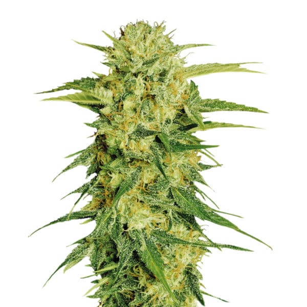 Fenocan Fenopure CBG (FP-1) 1, Culture de Cannabis