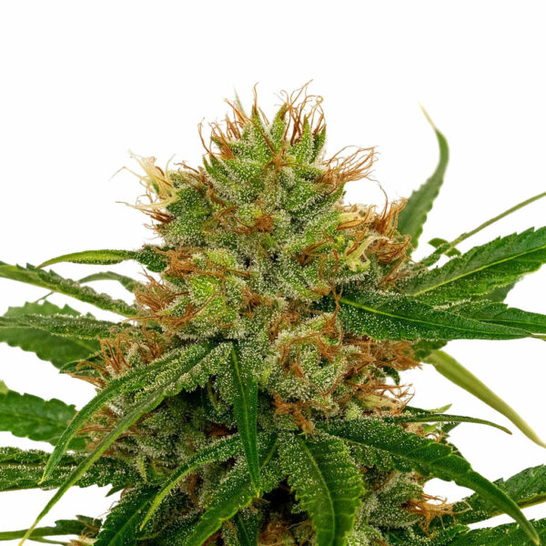 Fenocan Fenoqueen (FQ-1) 1, Culture de Cannabis