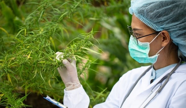 Scientifique analysant une plante de weed cbd