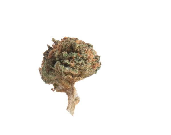Slow Weed Tangerine Dream 1, Small Buds