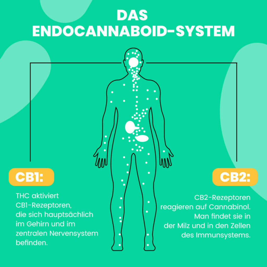 Die CB1- und CB2-Rezeptoren des menschlichen Endocannabinoid-Systems