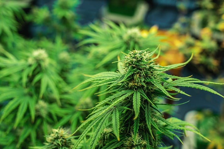 Eine Cannabispflanze, aus der Cannabidiol gewonnen wird