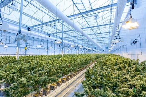 Cannabispflanzen, die in Innenräumen angebaut werden (indoor)
