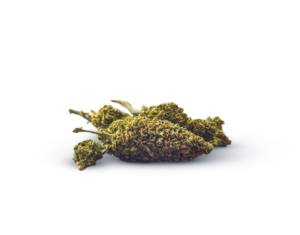 CBD Blüten