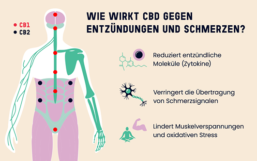 Schema, das erklärt, wie CBD auf Entzündungen und Schmerzen wirkt, mit Illustration der CB1- und CB2-Rezeptoren und ihrer Rolle bei der Schmerzmodulation, der Reduzierung von Entzündungszytokinen und Muskelverspannungen