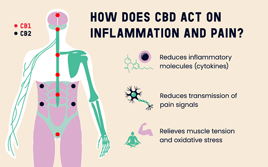 Diagram explaining how CBD acts on inflammation and pain, illustrating CB1 and CB2 receptors and their roles in pain modulation, reduction of inflammatory cytokines, and muscle tension