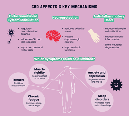 Infographic illustrating the three mechanisms of action of CBD on Parkinson's disease: modulation of the endocannabinoid system, neuroprotection, and anti-inflammatory effect, as well as potentially alleviated symptoms such as tremors, muscle rigidity, chronic fatigue, anxiety, depression, and sleep disorders