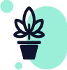 Cannabissorte – Produkteigenschaft