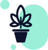 Variété de Cannabis – attribut produit