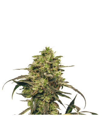 Fenocan Fenocheese CBD Seeds 3