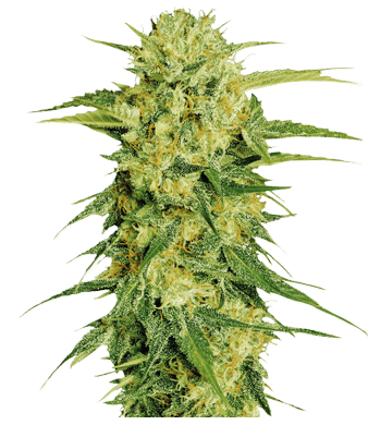 Fenocan Fenopure CBG Seeds 3