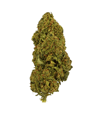 Green Passion Passion Haze CBD Flower Greenhouse 1