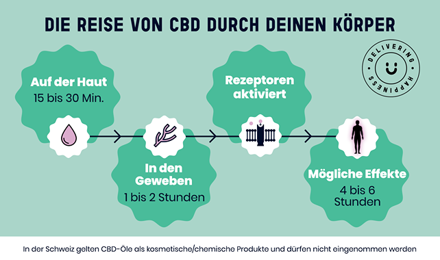 Infografik: CBD-Wirkungsweg im Koerper über 4 Schritte – vom Auftragen bis zur Wirkung