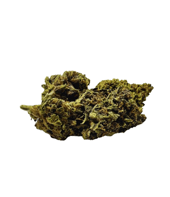 Paradise Weeds Critical CBD Flower Greenhouse 2
