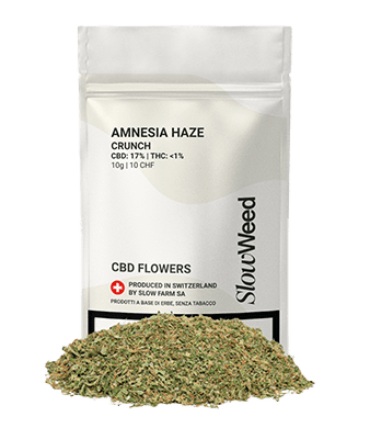 Slow Weed Amnesia Haze Crunch CBD Trim Greenhouse 1