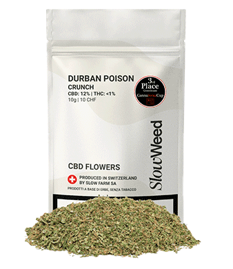 Slow Weed Durban Poison Crunch CBD Trim Greenhouse 1