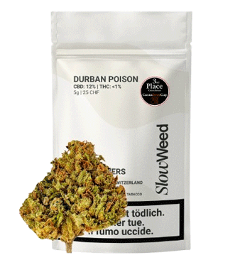 Slow Weed Durban Poison CBD Flower Greenhouse 1
