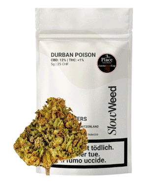 Slow Weed Durban Poison CBD Flower Greenhouse 1