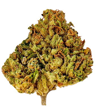 Slow Weed Durban Poison CBD Flower Greenhouse 2