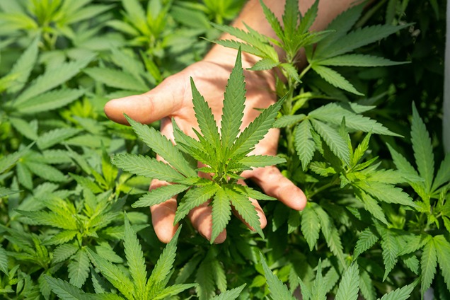 Main derrière une feuille de chanvre, illustrant l'absence de dépendance au CBD
