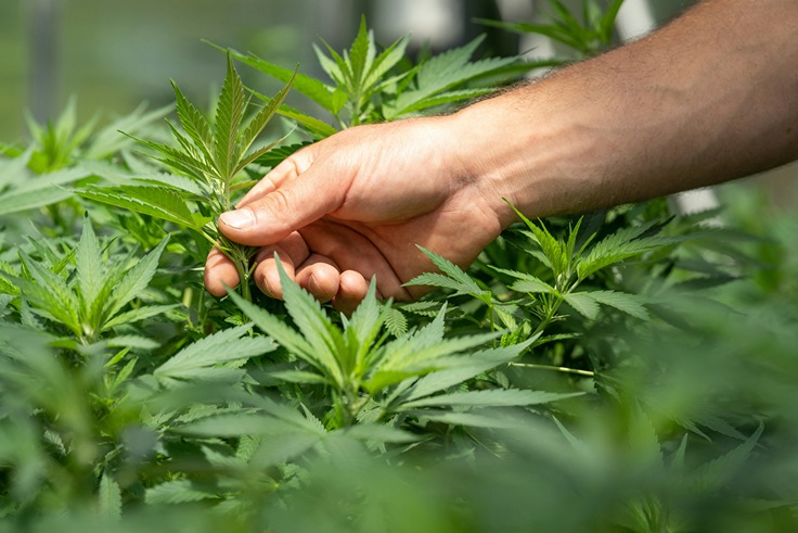 Main protégeant une plante de chanvre Cannabis sativa pour extraction CBD de haute qualité