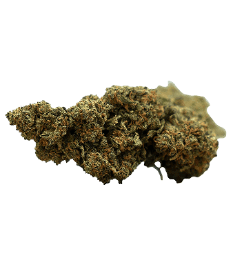 Herba di Berna Strawberry CBD Flower Indoor 2